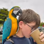 Where can I find macaw parrot breeders in Seattle, WA