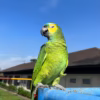 blue fronted amazon parrot for sale USA