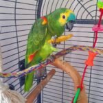 blue fronted amazon parrots for sale