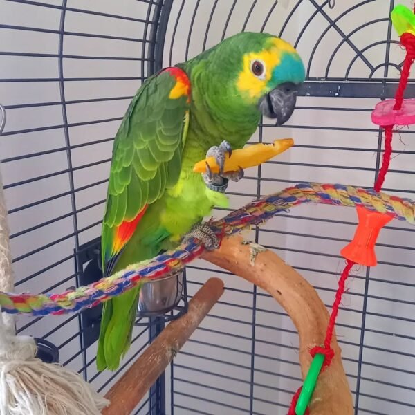 blue fronted amazon parrots for sale