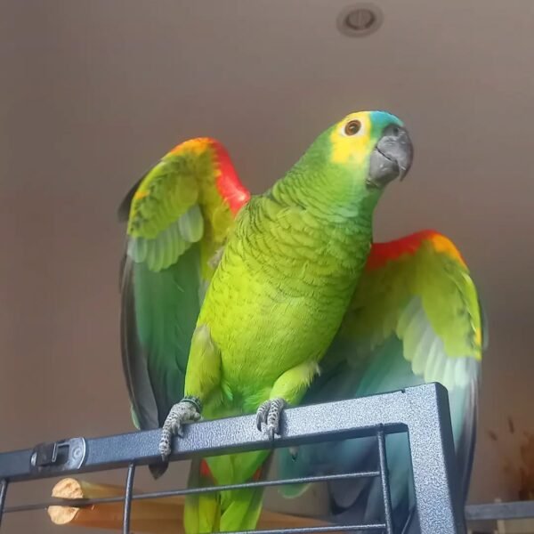 blue fronted amazon parrots for sale