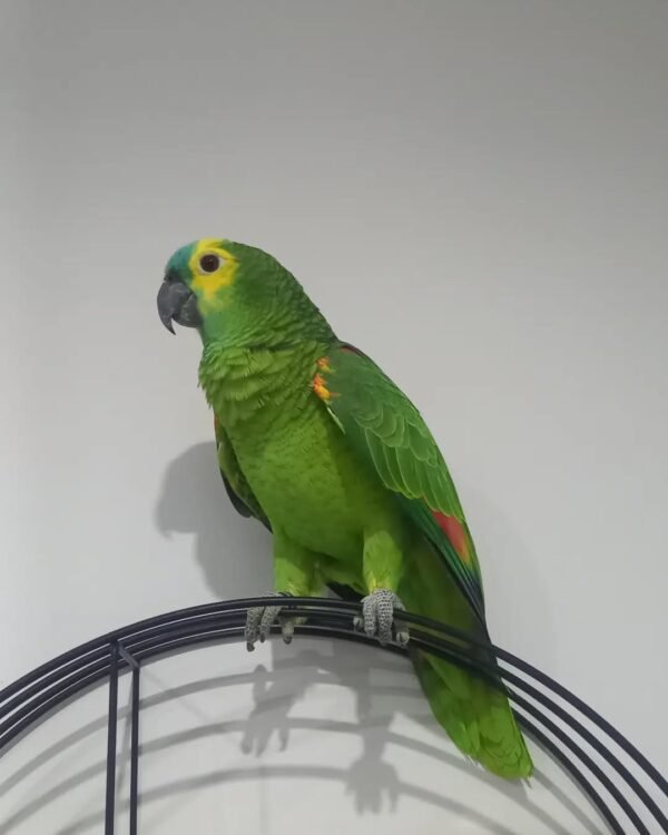 blue fronted amazon parrots for sale
