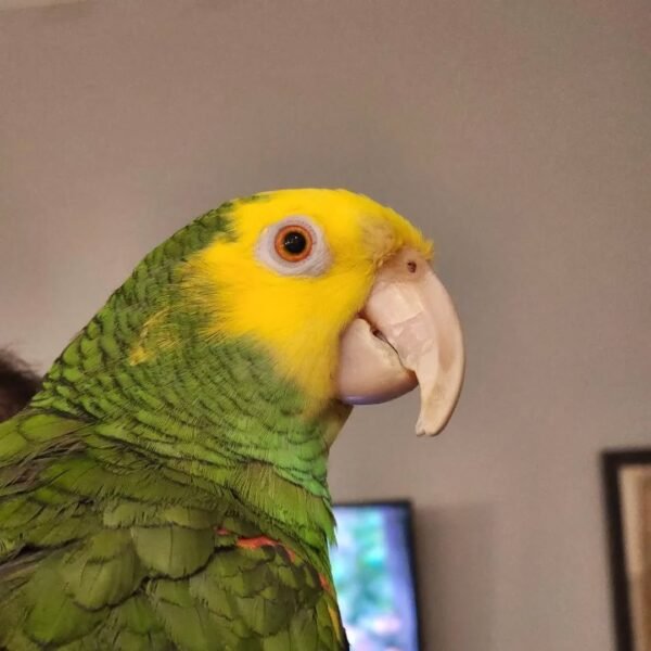 cheap amazon parrots for sale