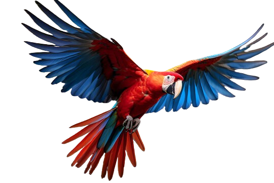 Find Parrots for Sale in Jersey City JC