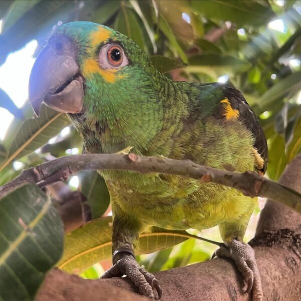 amazon parrots for sale