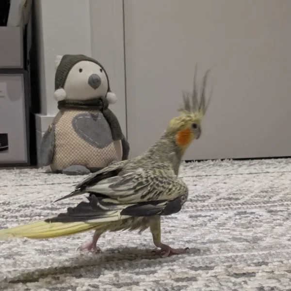 cockatiel parrots for sale