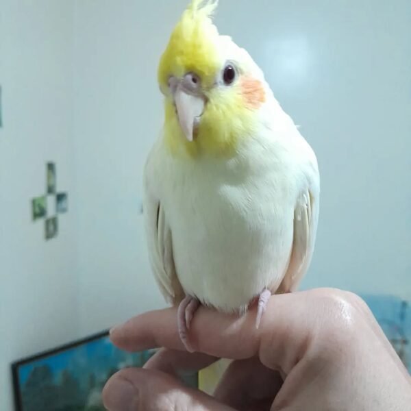 cockatiel parrots for sale near me