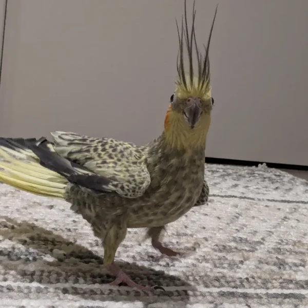 cockatiel parrots for sale