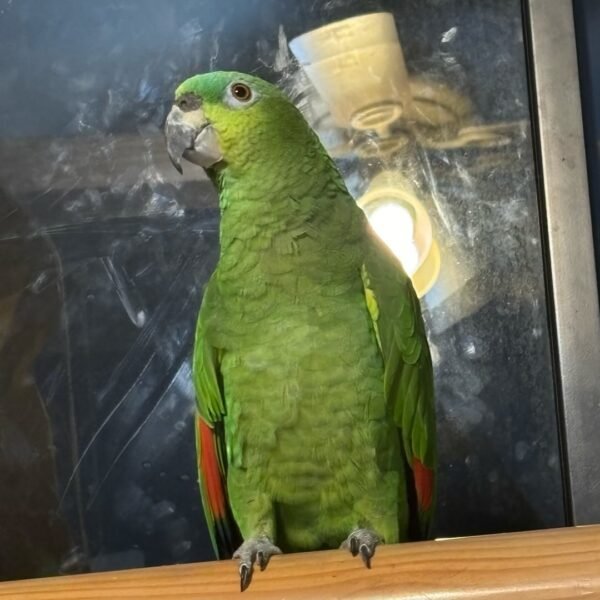 amazon parrots for sale near me