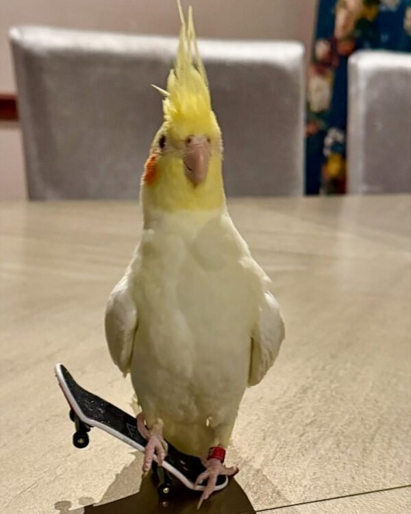 Whiteface cockatiel birds for sale