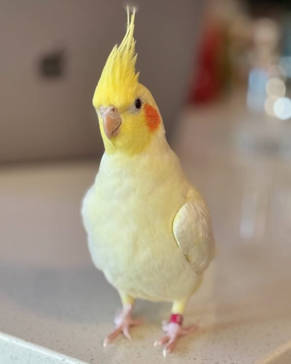Whiteface cockatiel birds for sale