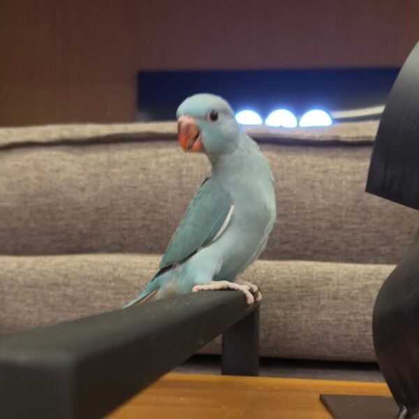 Ringneck Parrots for sale near me