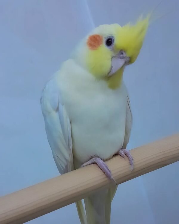 cockatiel parrots for sale near me
