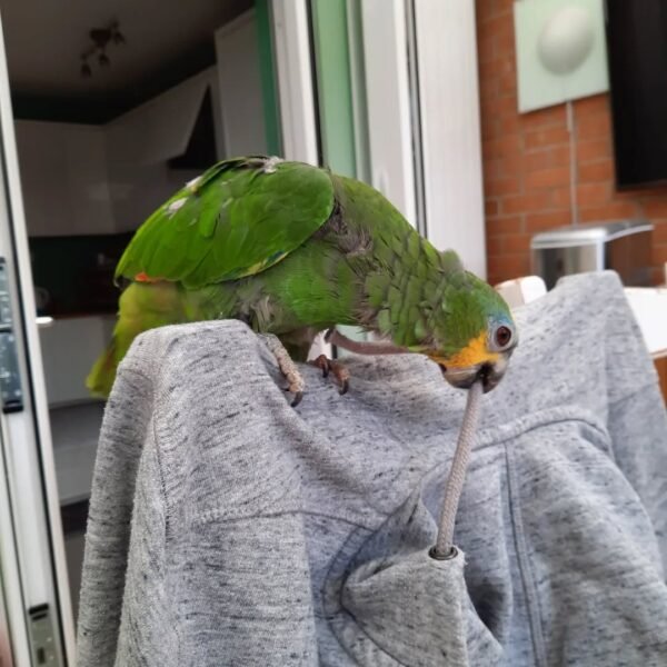 amazon parrots for adoption