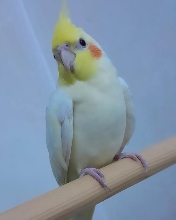 cockatiel parrots for sale near me