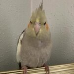 cockatiel birds for sale near me