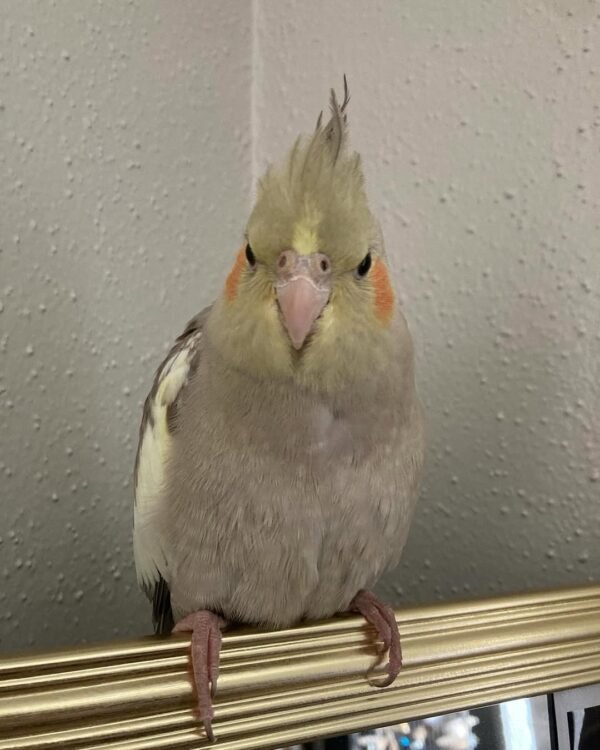 cockatiel birds for sale near me
