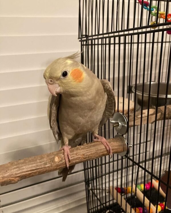 cockatiel birds for sale near me