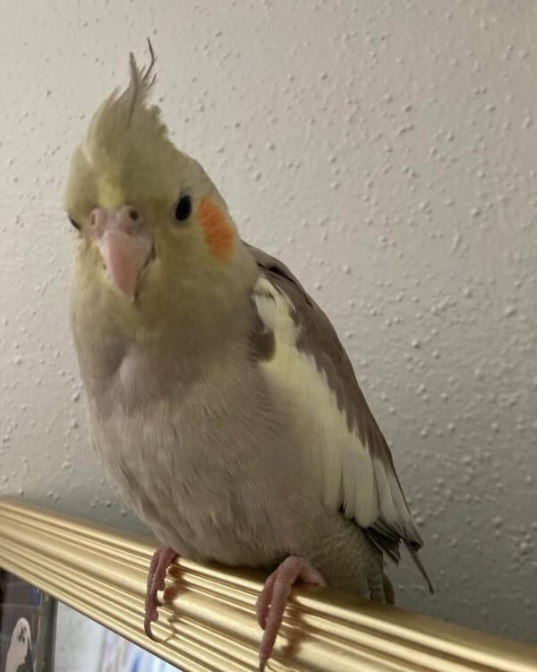 cockatiel birds for sale near me
