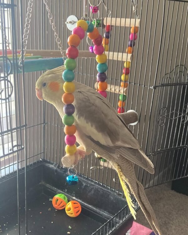 cockatiel birds for sale near me
