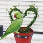 Ringneck birds for sale