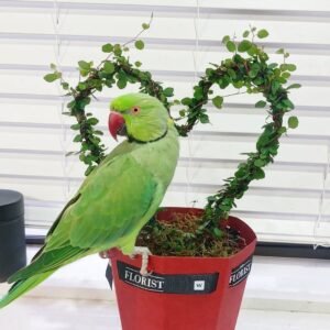 Ringneck birds for sale