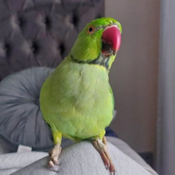 Ringneck birds for sale