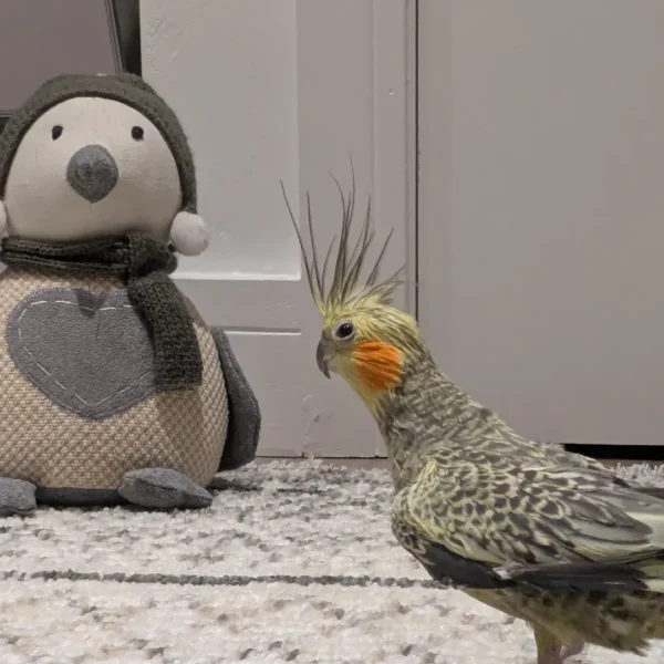 cockatiel parrots for sale