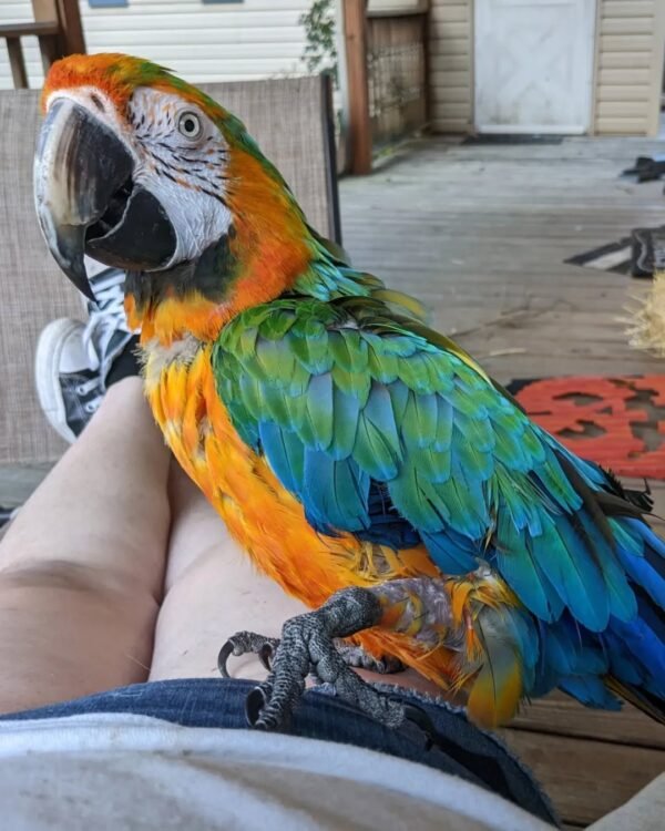 macaw parrots for sale cheap