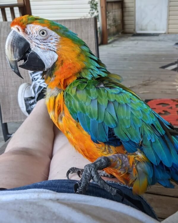 macaw parrots for sale cheap