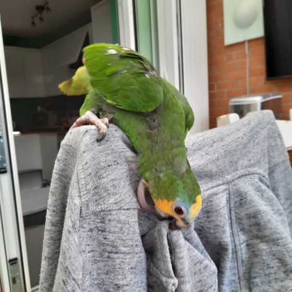 amazon parrots for adoption