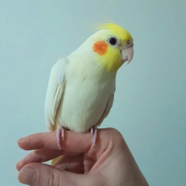 cockatiel parrots for sale near me