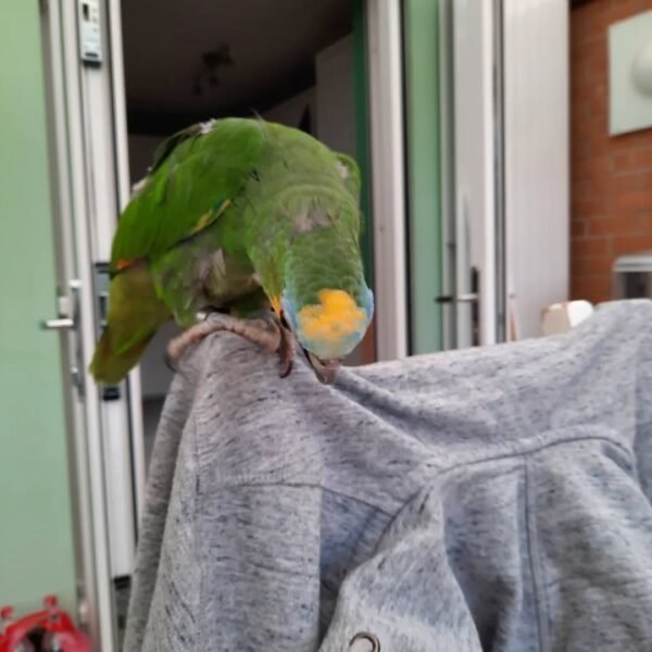 amazon parrots for adoption