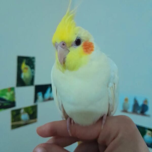 cockatiel parrots for sale near me