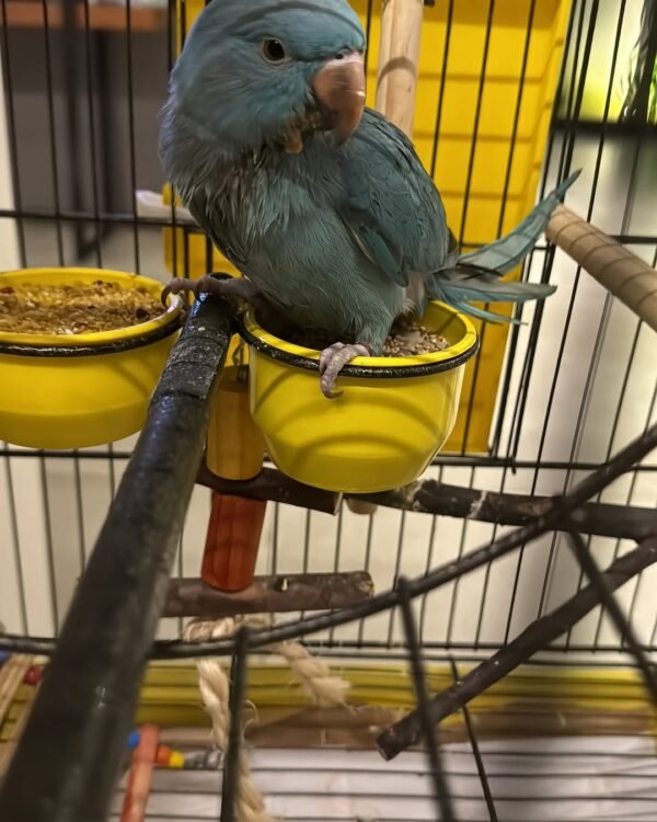 Ringneck Parrots for sale near me