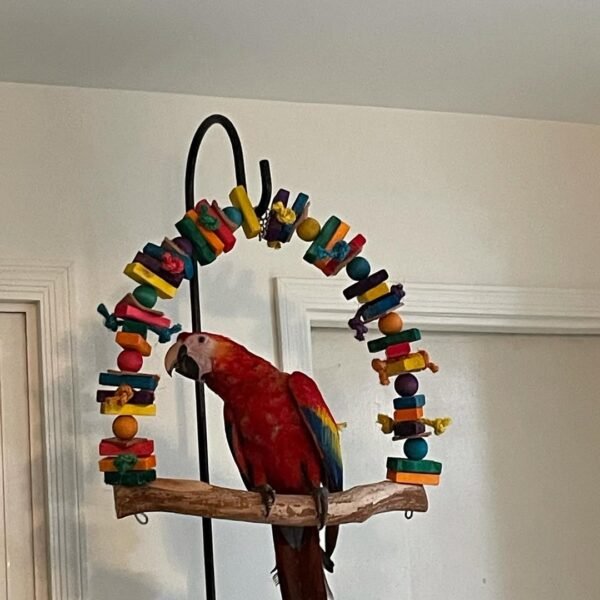 hyacinth macaw parrots for sale
