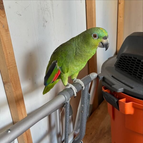 amazon parrots for sale near me