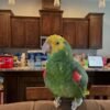 cheap amazon parrots for sale