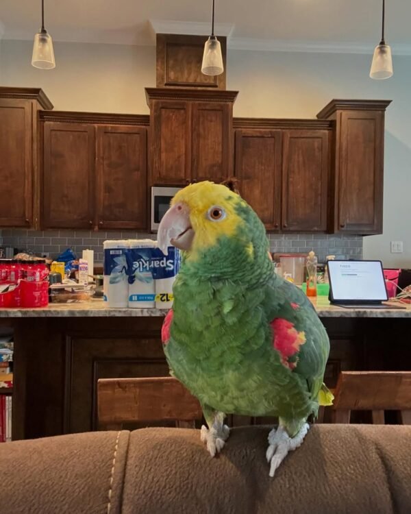cheap amazon parrots for sale