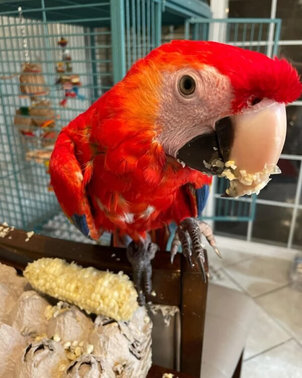 hyacinth macaw parrots for sale