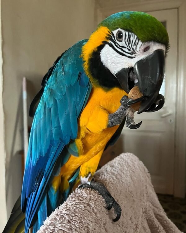 blue macaw parrots for sale near me