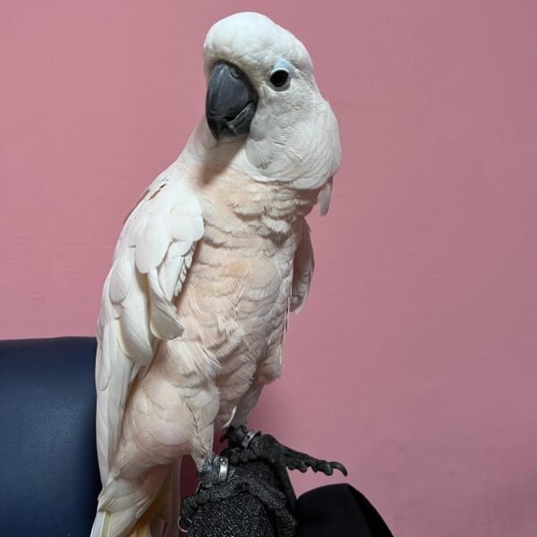 white cockatoo parrot for sale