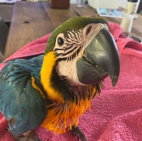 macaw parrots for sale