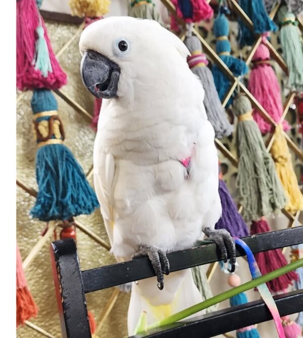 cockatoo baby parrots for sale