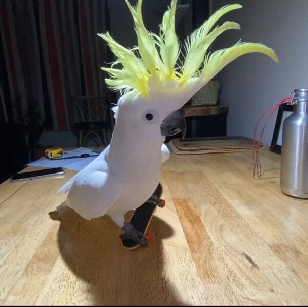 cockatoo parrots for sale near me