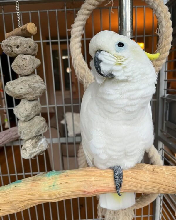 Galah cockatoo parrots for sale