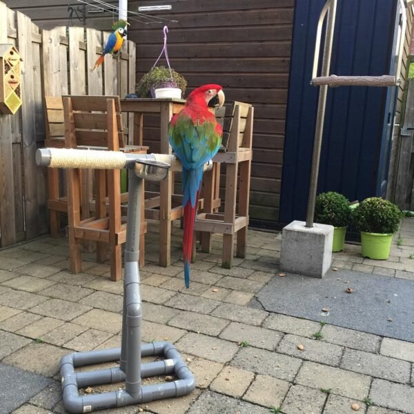 mini macaw parrots for sale