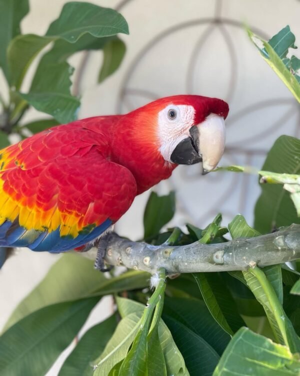 hyacinth macaw parrots for sale