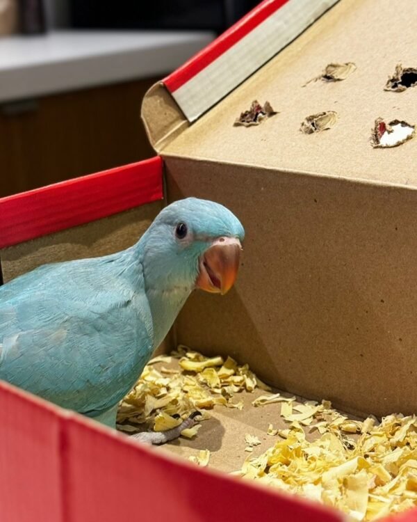 Ringneck Parrots for sale near me