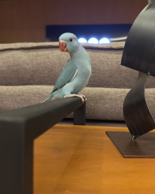 Ringneck Parrots for sale near me